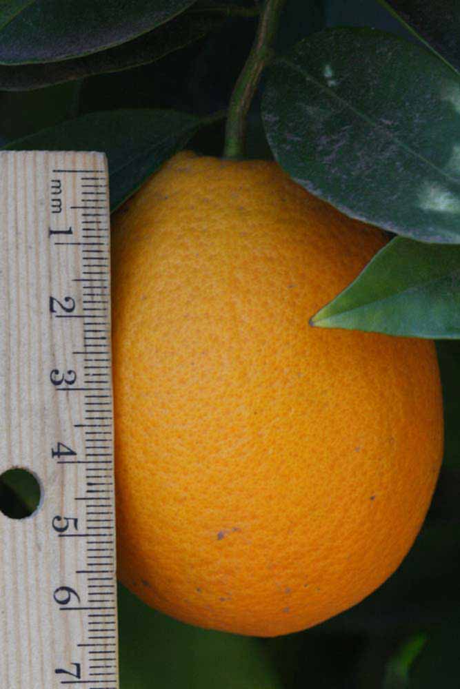              Fruit (Riverside, CA)       